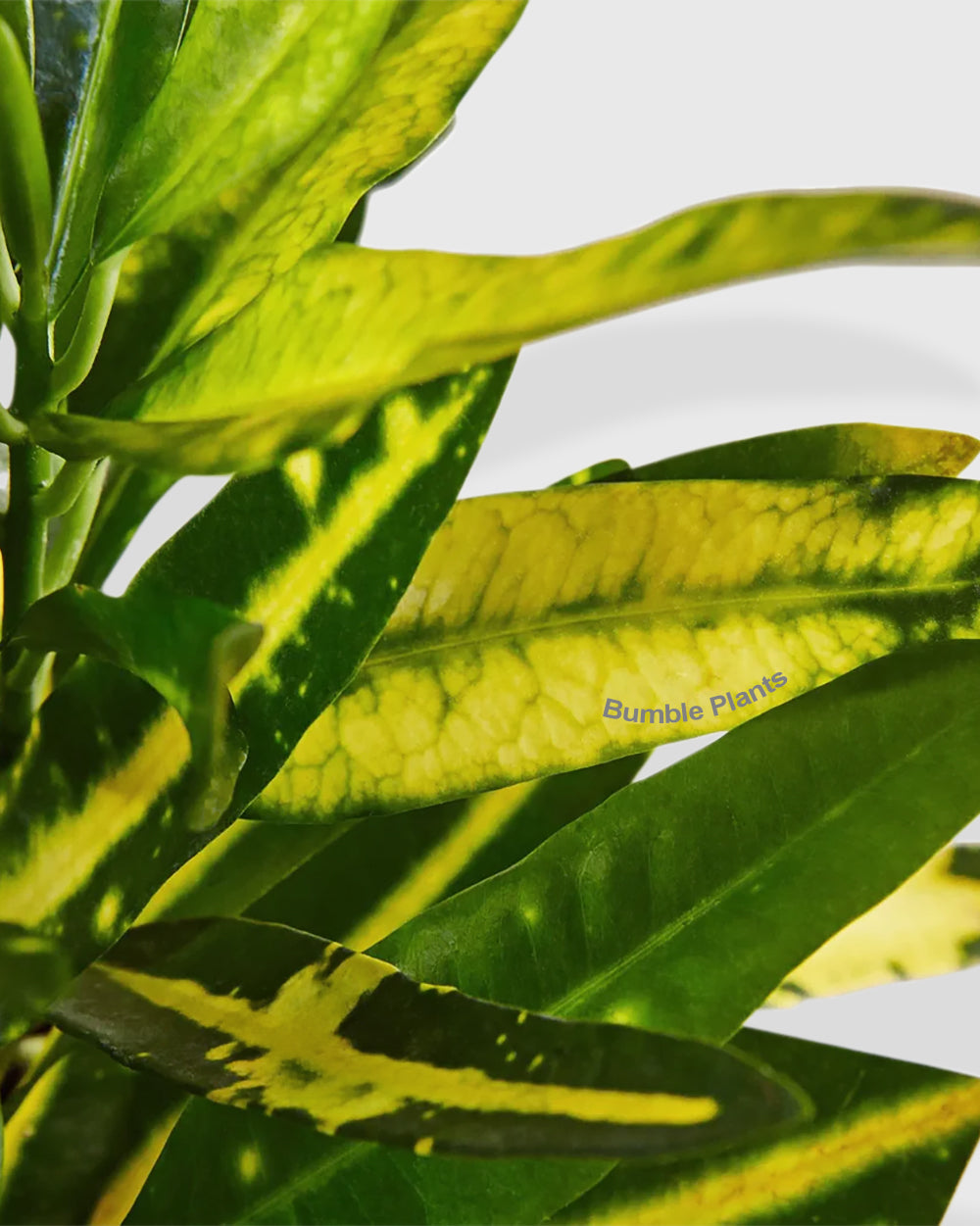 Croton Codiaeum 'Sunny Star'