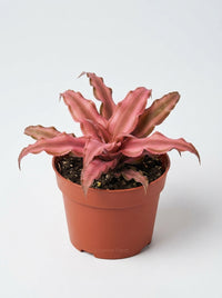 Cryptanthus Pink Earth Star