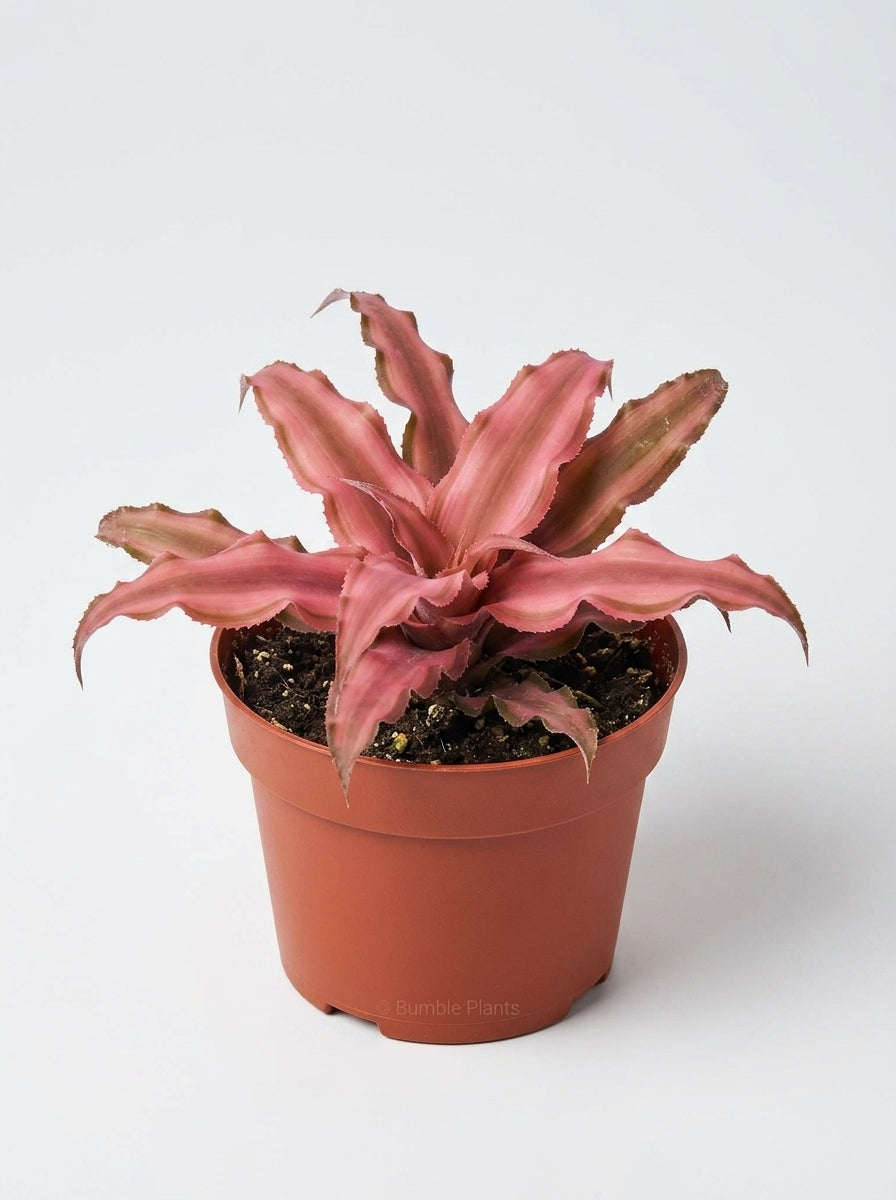 Cryptanthus Pink Earth Star