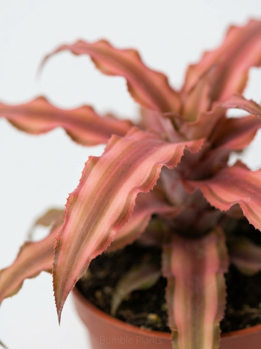 Cryptanthus Pink Earth Star