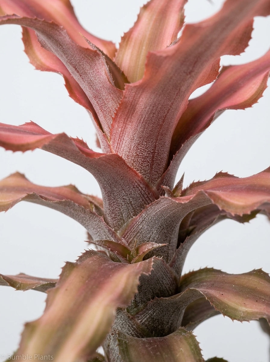 Cryptanthus Pink Earth Star