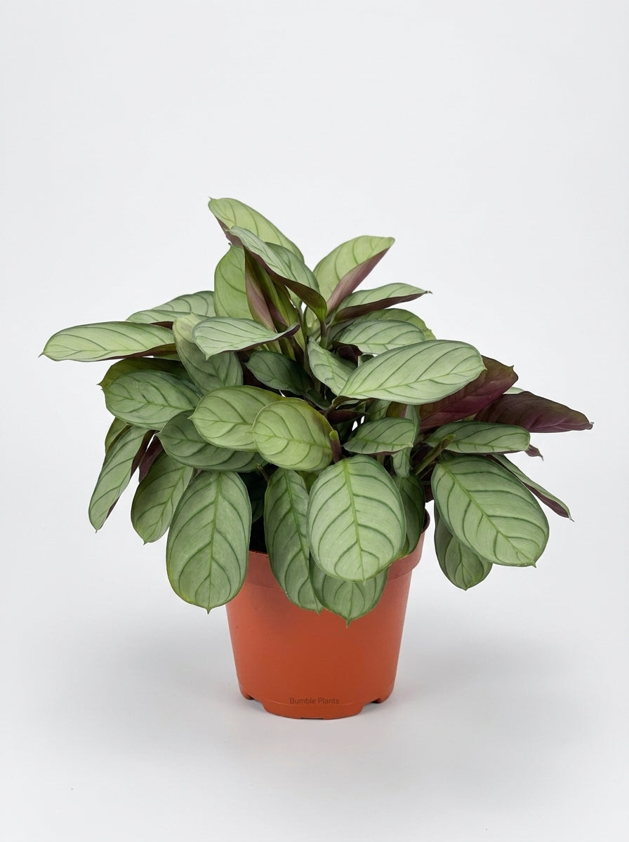 Ctenanthe burle-marxii 'Amagris'