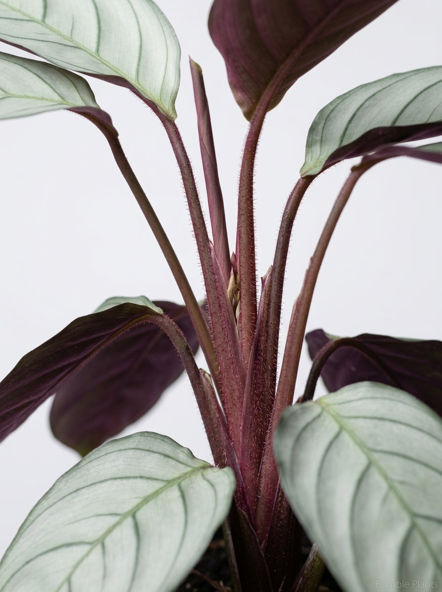 Ctenanthe burle-marxii 'Amagris'