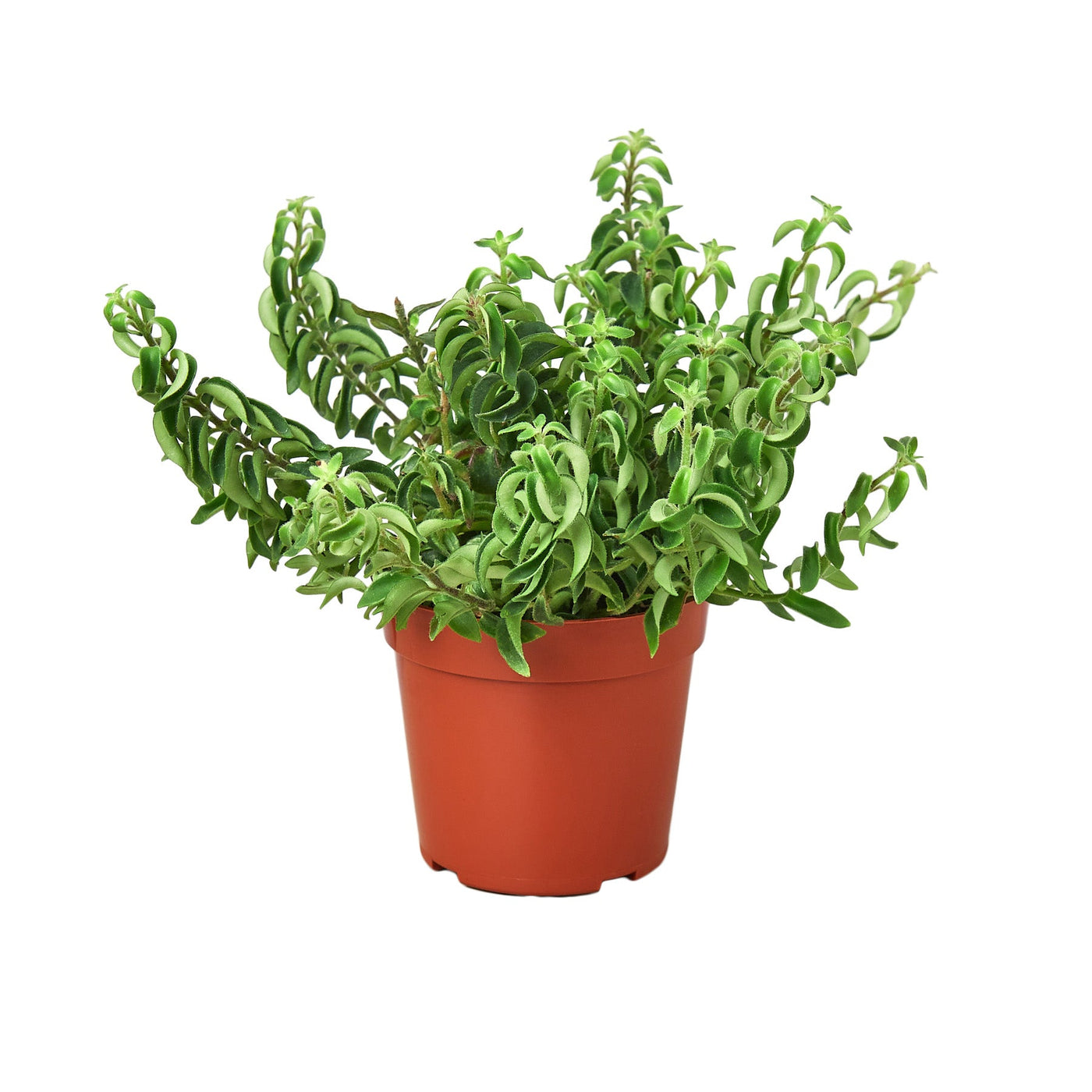 Aeschynanthus Radicans Curly Lipstick Plant