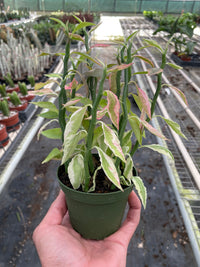 Devil's Backbone Euphorbia Variegata