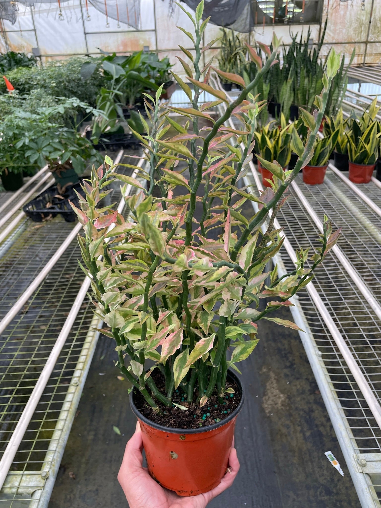 Devil's Backbone Euphorbia Variegata