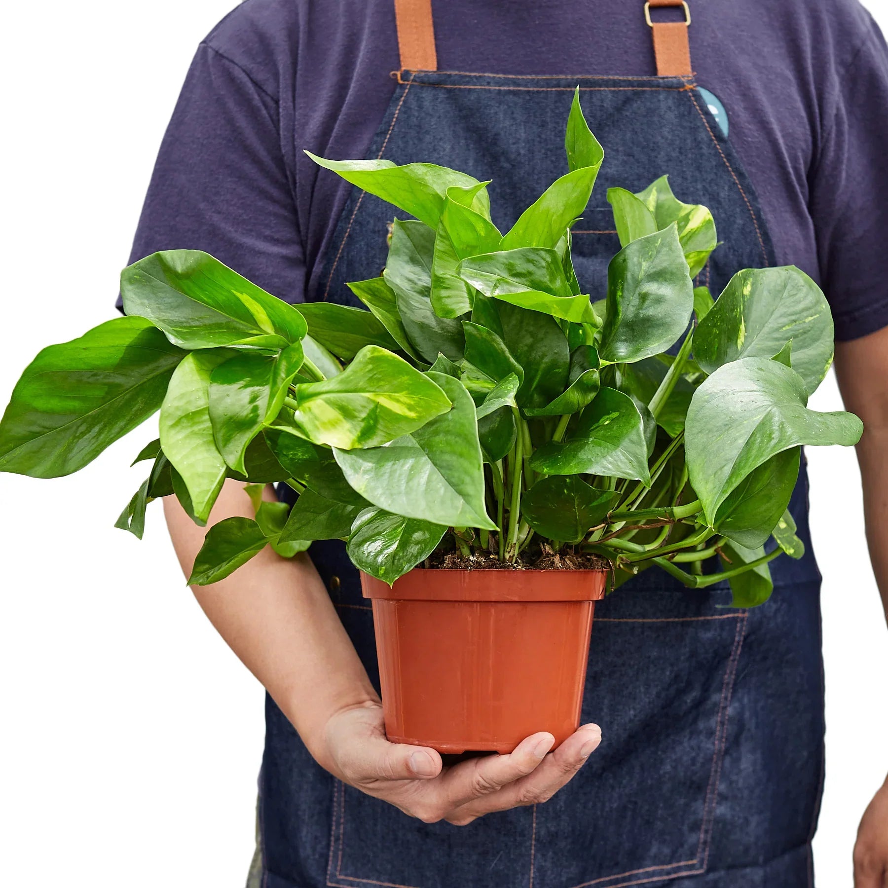 Epipremnum Aureum Devil's Ivy Golden Pothos