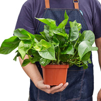 Epipremnum Aureum Devil's Ivy Golden Pothos