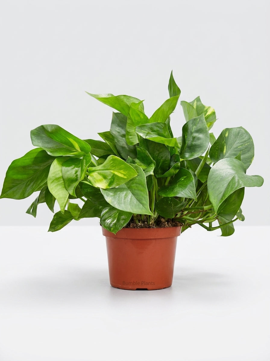 Epipremnum Aureum Devil's Ivy Golden Pothos