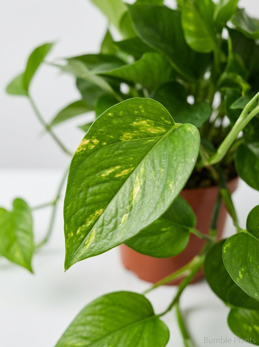 Epipremnum Aureum Devil's Ivy Golden Pothos