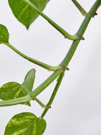 Epipremnum Aureum Devil's Ivy Golden Pothos