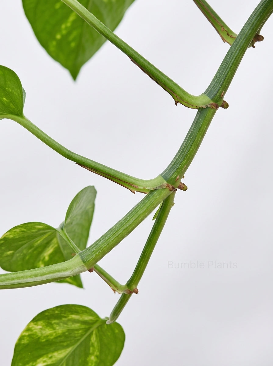 Epipremnum Aureum Devil's Ivy Golden Pothos