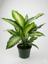 Dieffenbachia Panther