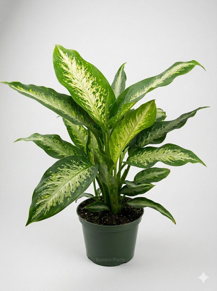 Dieffenbachia Panther