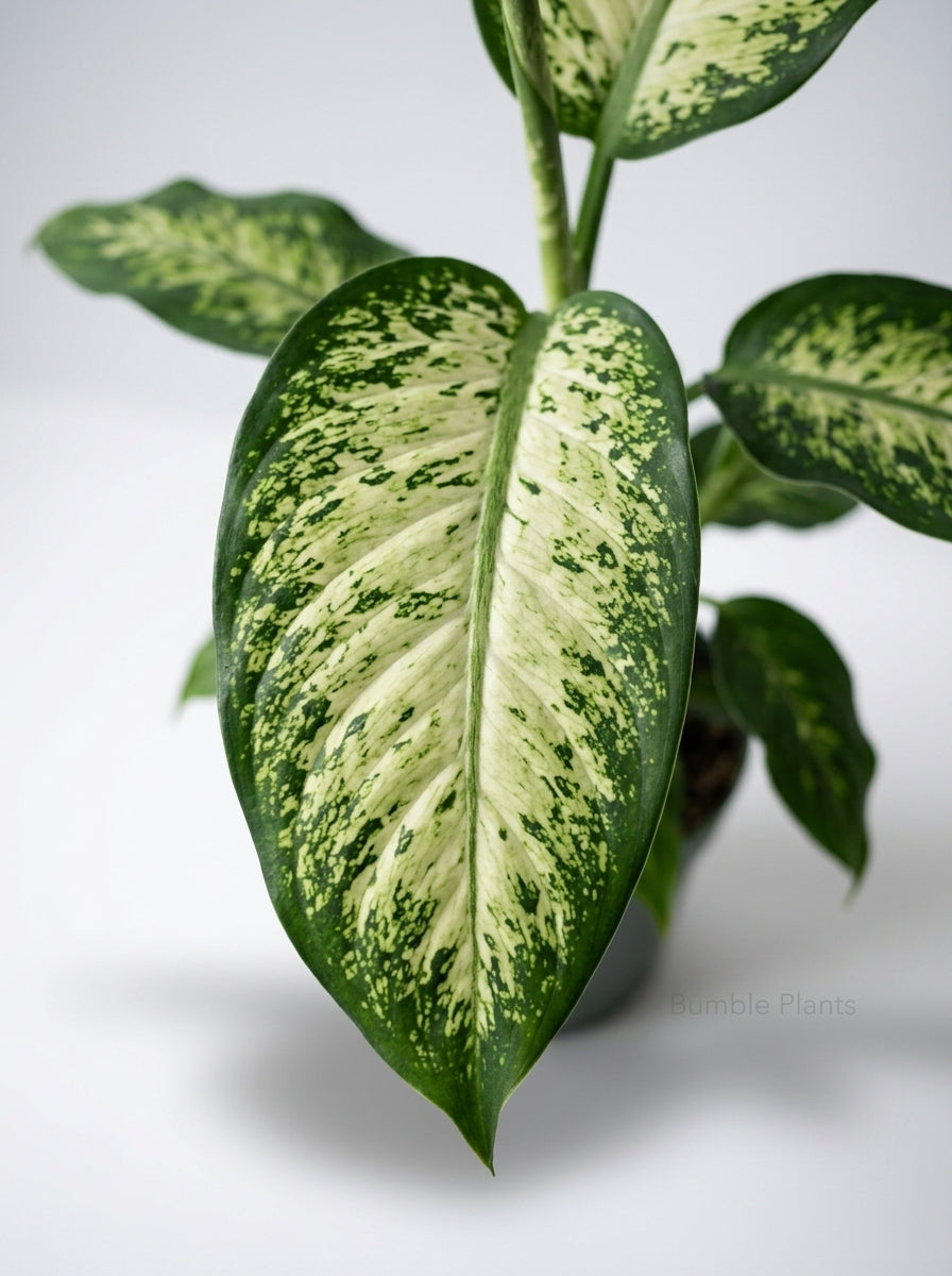 Dieffenbachia Panther