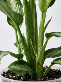Dieffenbachia Panther