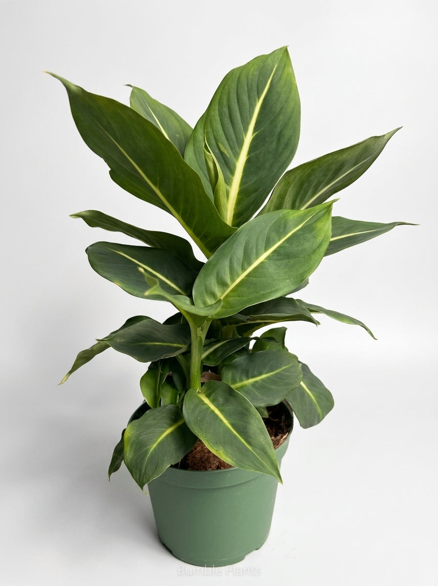 Dieffenbachia 'Green Magic'