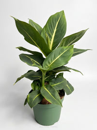 Dieffenbachia 'Green Magic'