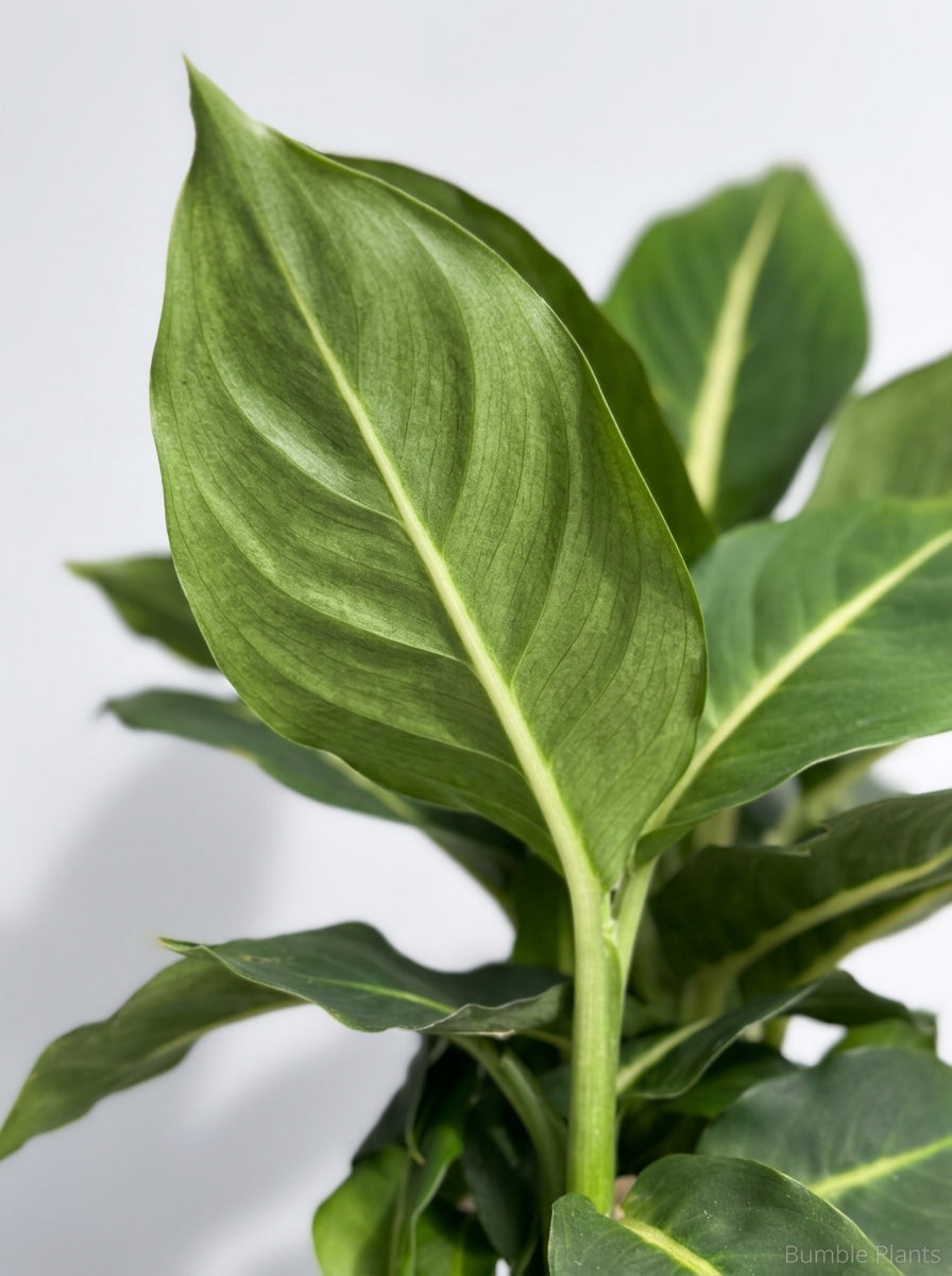 Dieffenbachia 'Green Magic'