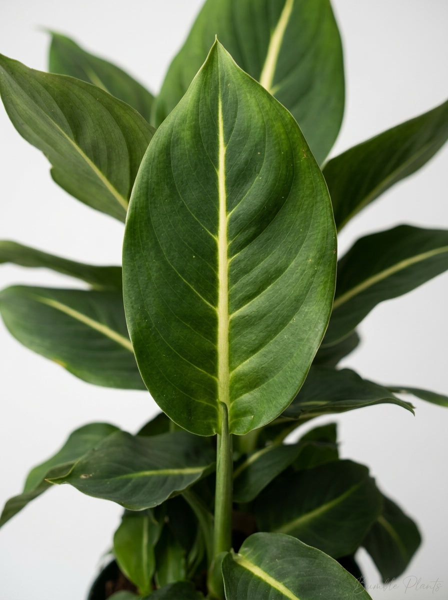 Dieffenbachia 'Green Magic'