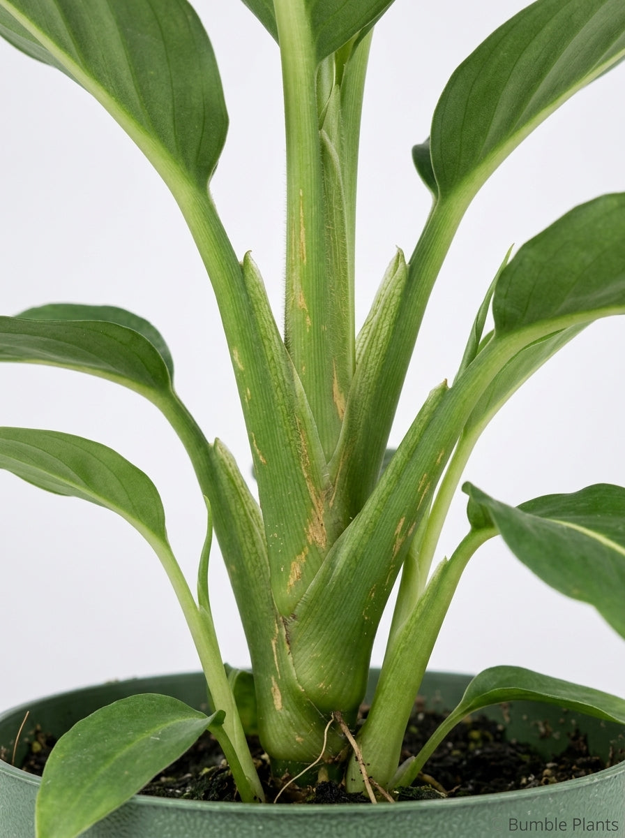 Dieffenbachia 'Green Magic'