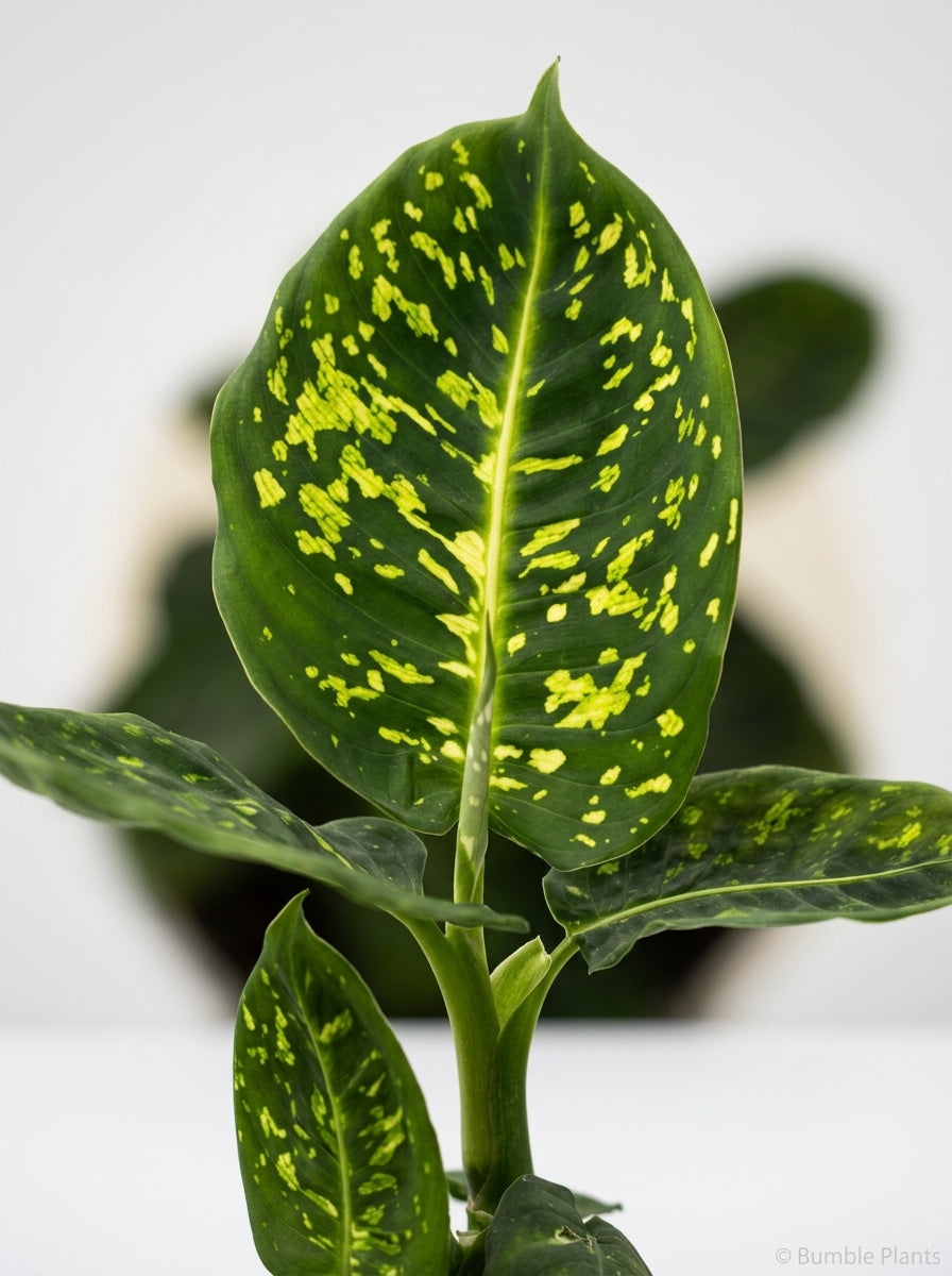 Dieffenbachia 'Reflector'