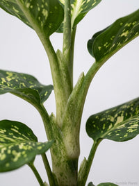 Dieffenbachia 'Reflector'