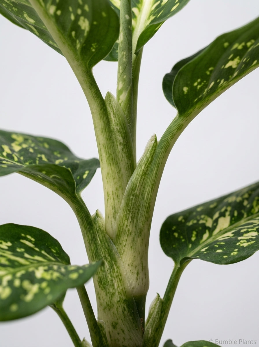 Dieffenbachia 'Reflector'