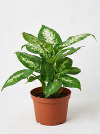 Dieffenbachia 'Tropic Snow'