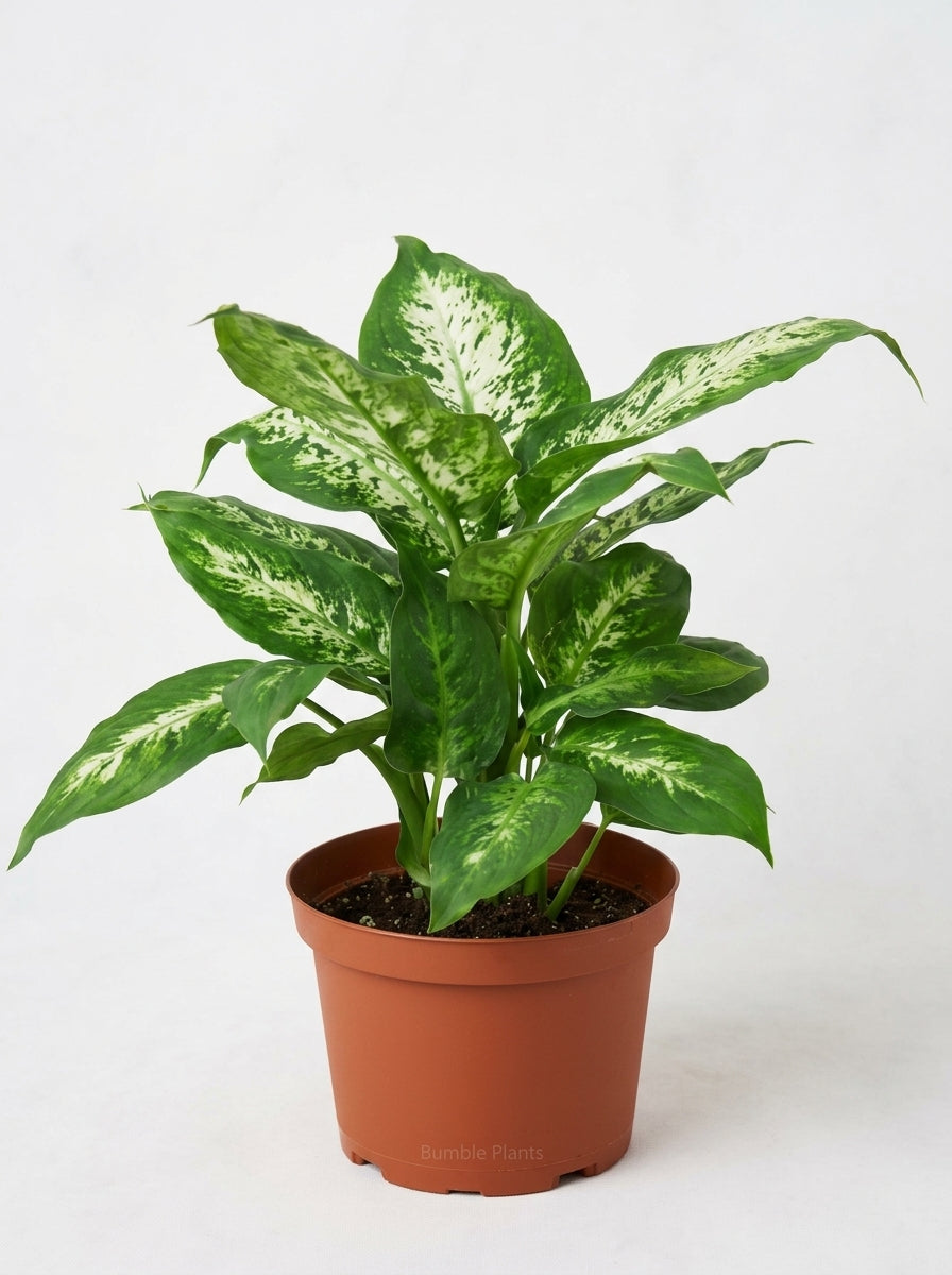 Dieffenbachia 'Tropic Snow'