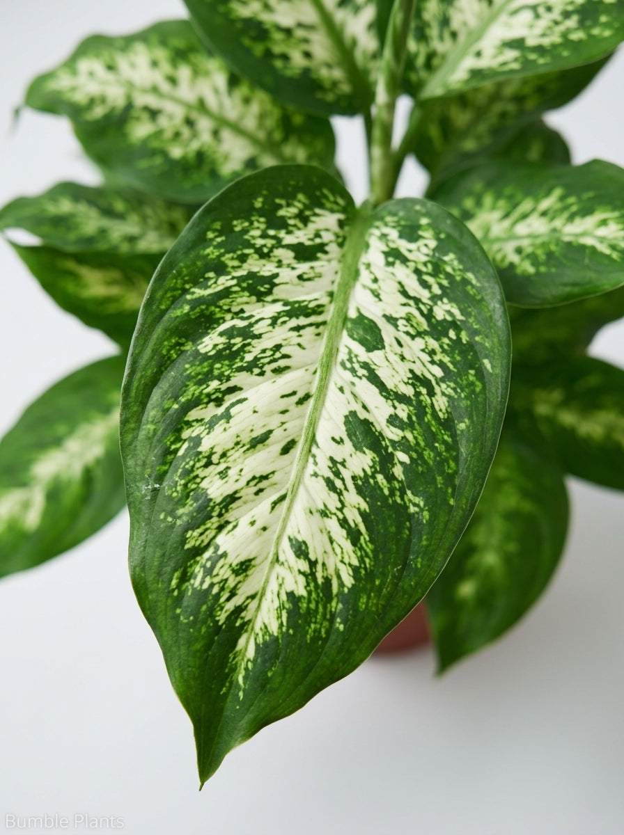 Dieffenbachia 'Tropic Snow'