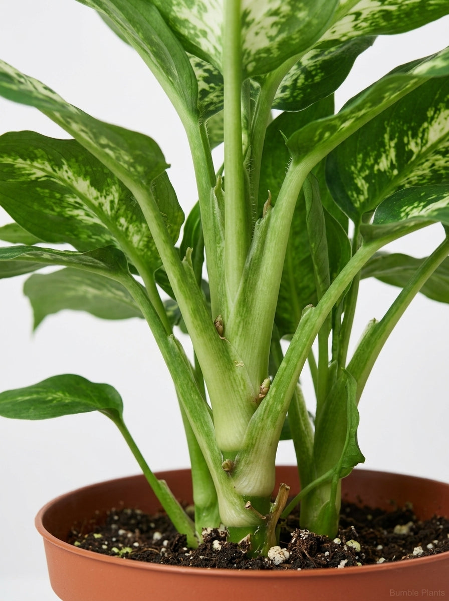 Dieffenbachia 'Tropic Snow'