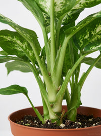 Dieffenbachia 'Tropic Snow'