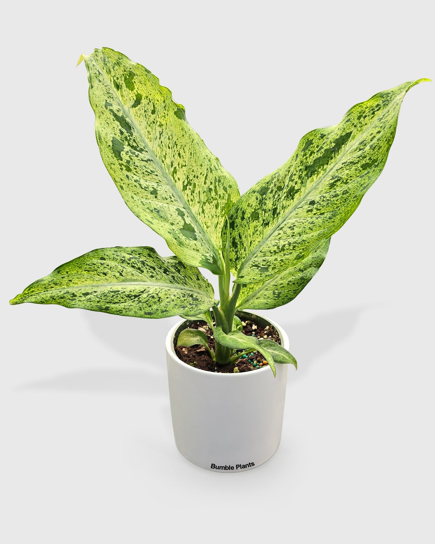 dieffenbachia rare Live Dieffenbachia sp. Maui Wowie