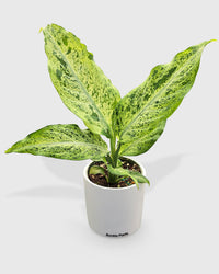 dieffenbachia bloei Live Dieffenbachia sp. Maui Wowie