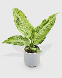 dieffenbachia galatea Live Dieffenbachia sp. Maui Wowie