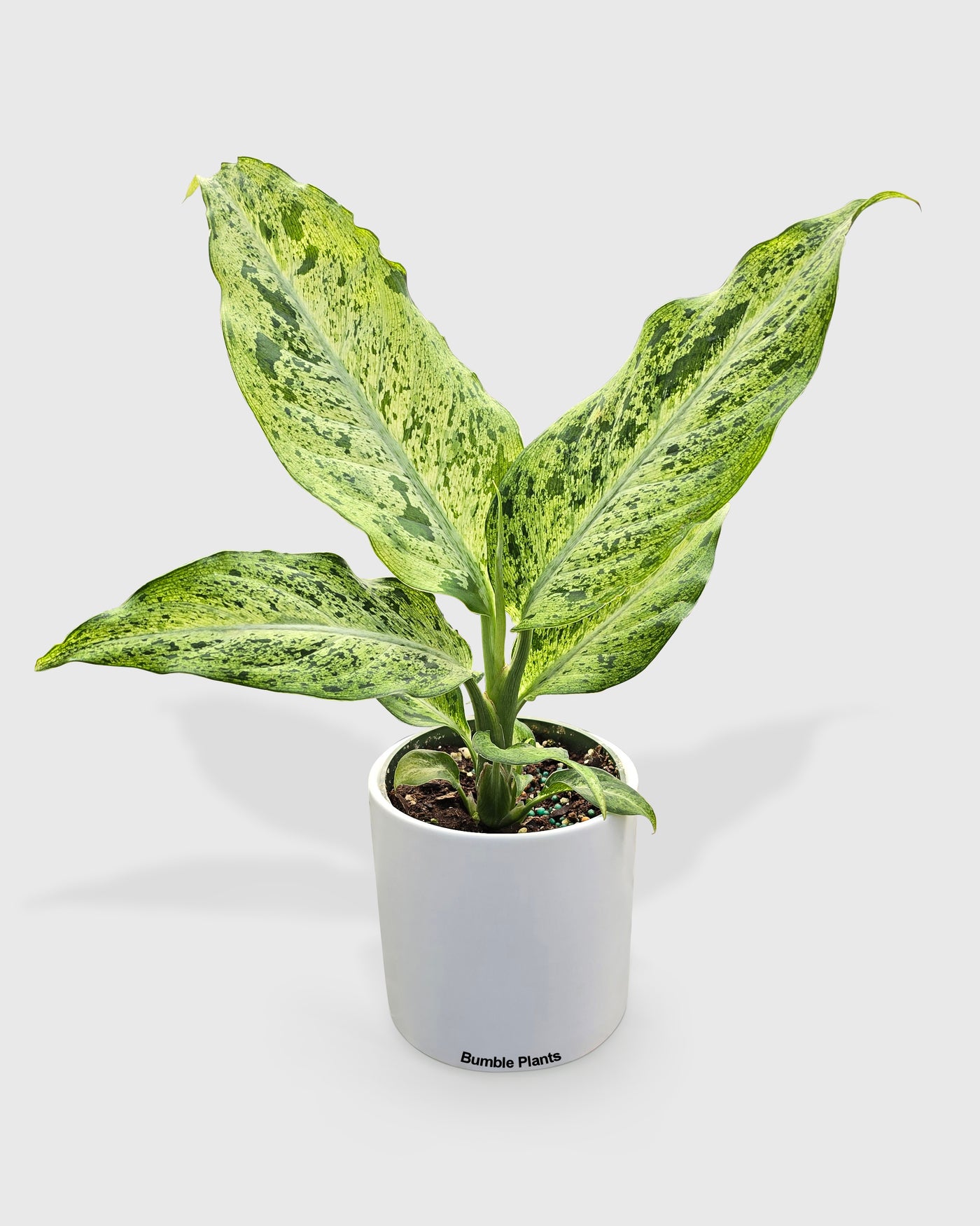 dieffenbachia plants Live Dieffenbachia sp. Maui Wowie