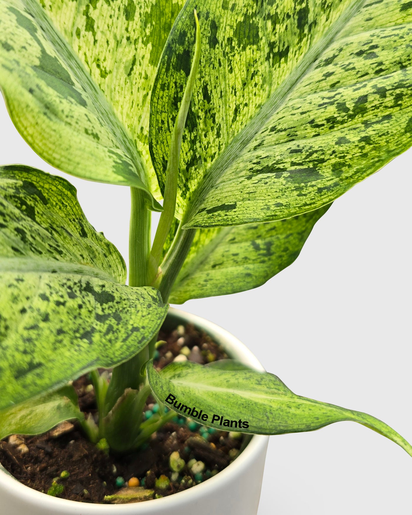 dieffenbachia daguensis aurea variegata Live Dieffenbachia sp. Maui Wowie