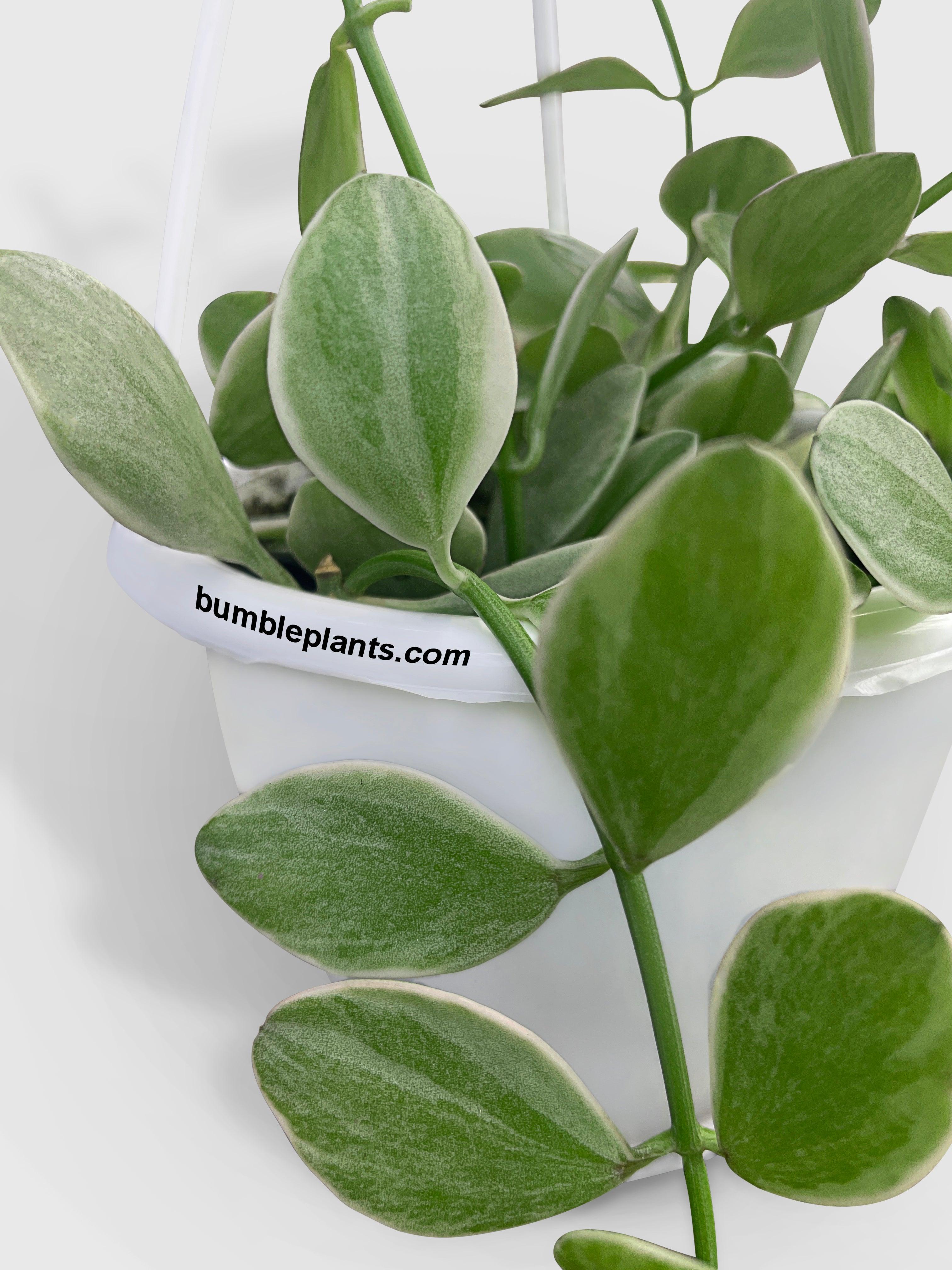 Dischidia Oiantha Variegated 'Silver Falls' - Bumble Plants