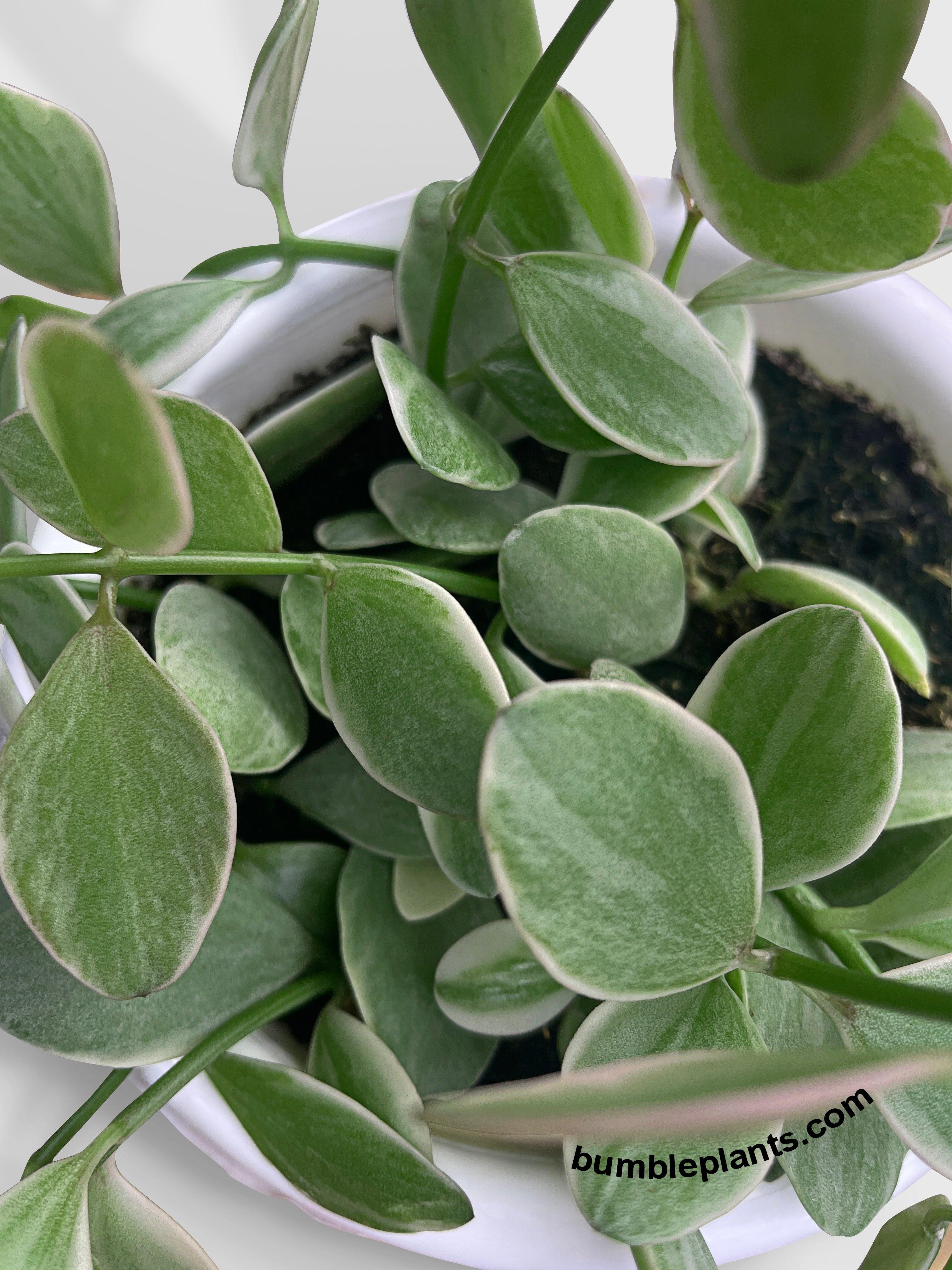 Dischidia Oiantha Variegated 'Silver Falls' - Bumble Plants