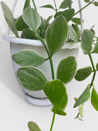 Dischidia Oiantha Variegated 'Silver Falls' - Bumble Plants