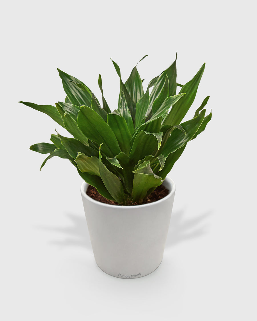 Dracaena 'Janet Craig'