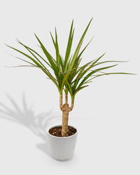 Dracaena Marginata Cane