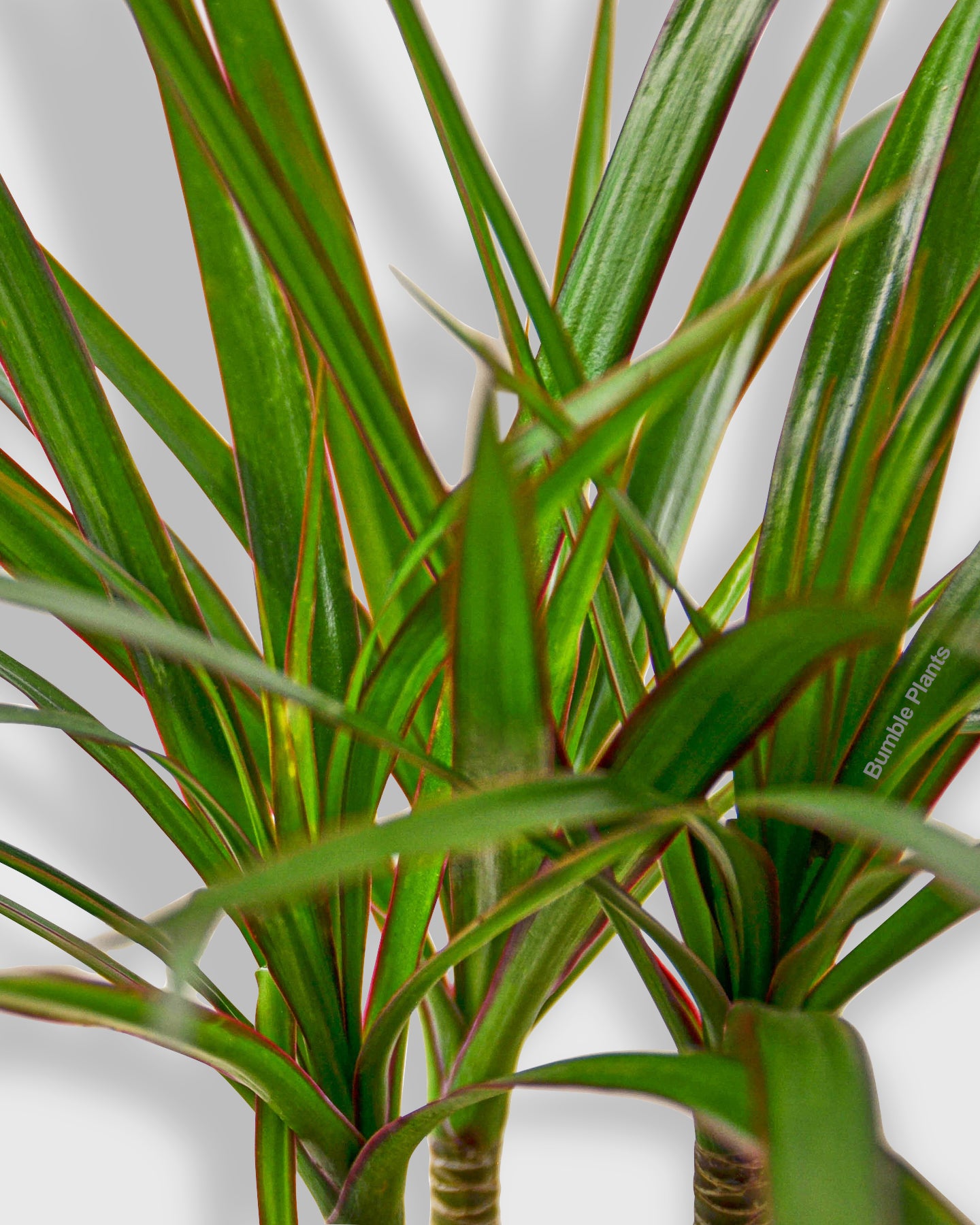 Dracaena Marginata Cane