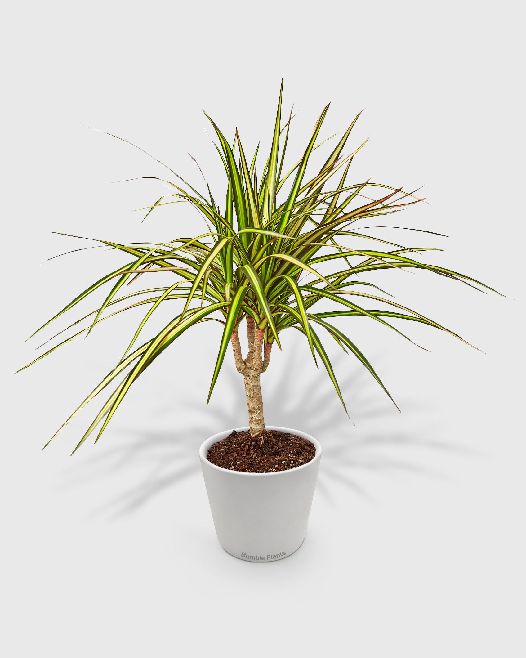 Dracaena Marginata 'Sunshine'