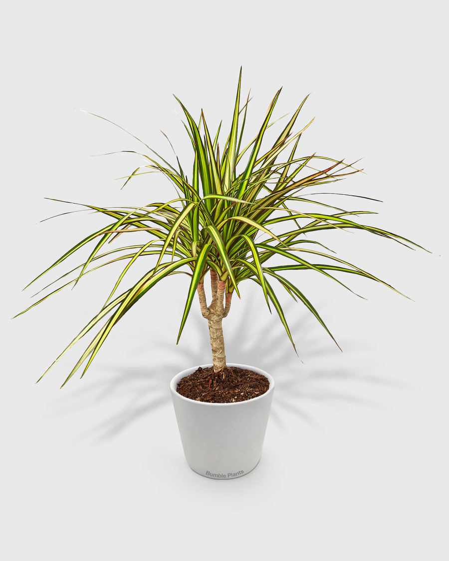Dracaena Marginata 'Sunshine'