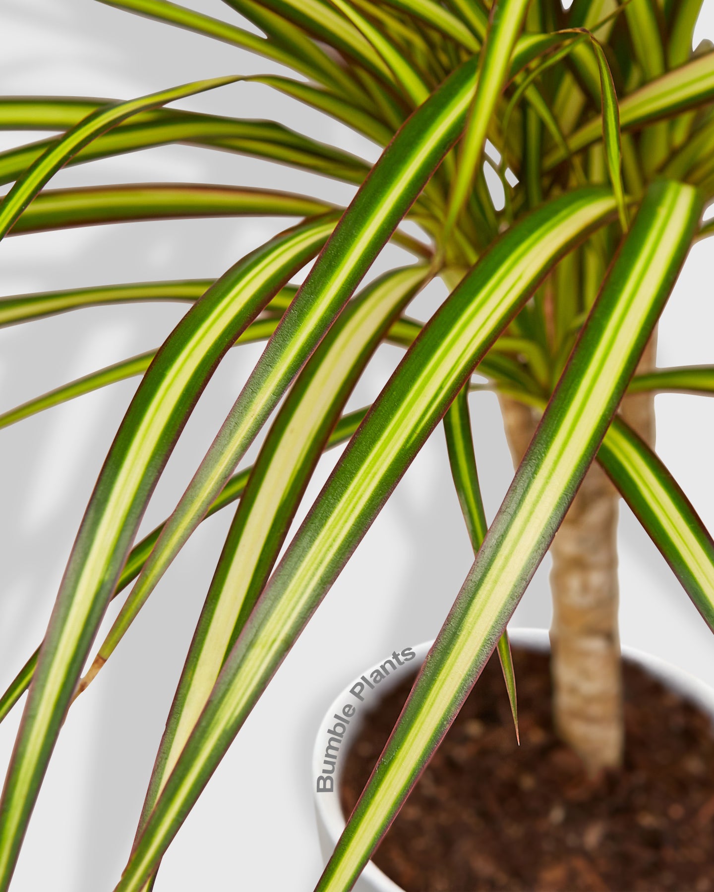 Dracaena Marginata 'Sunshine'