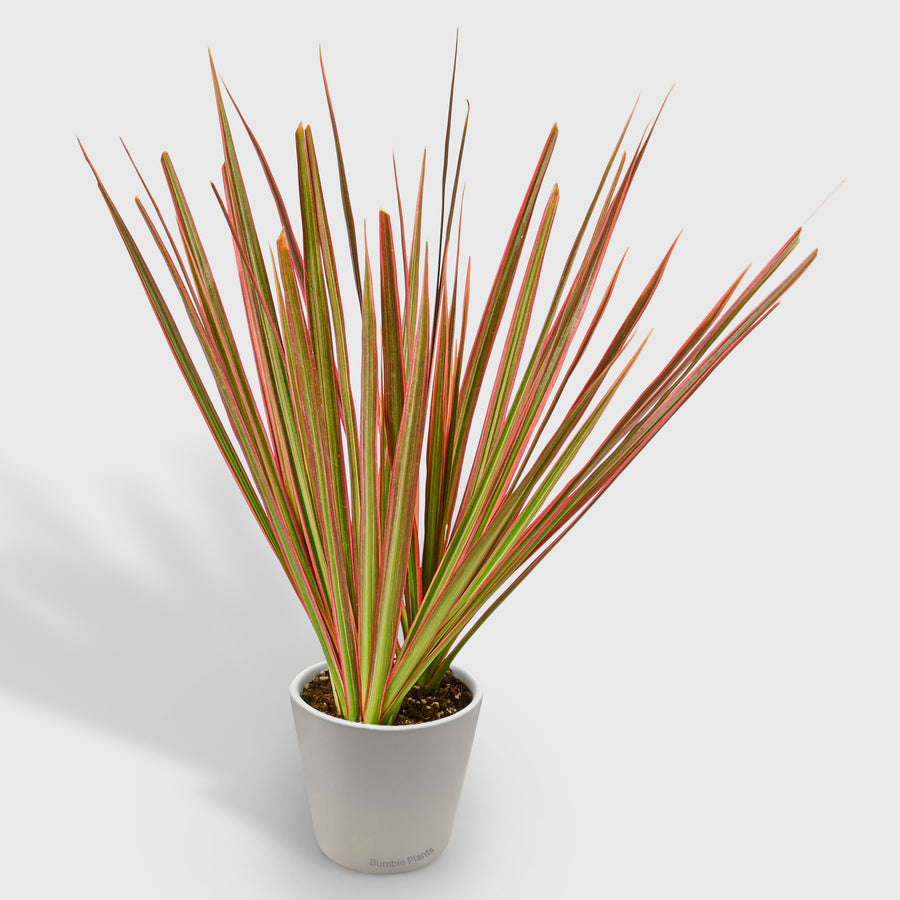 Dracaena 'Colorama'
