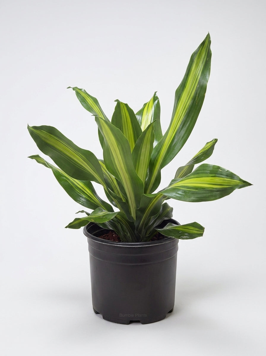 Dracaena Golden Heart