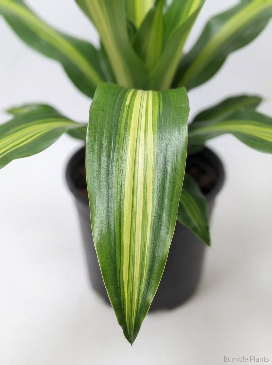 Dracaena Golden Heart
